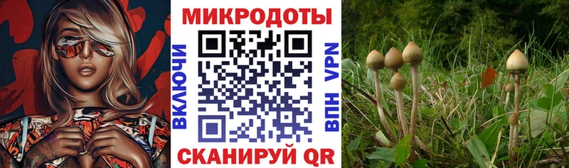 Псилоцибиновые грибы мицелий Зуевка